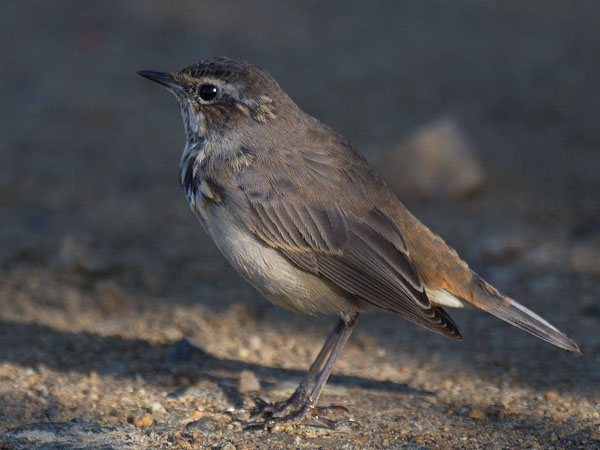 Sinirinta, Bluethroat, Luscinia svecica