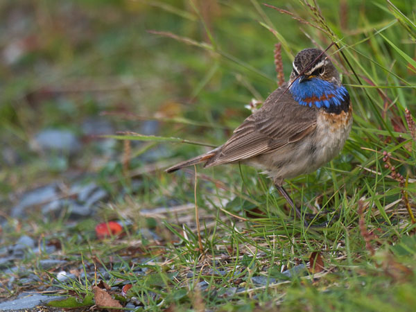 Sinirinta, Bluethroat, Luscinia svecica