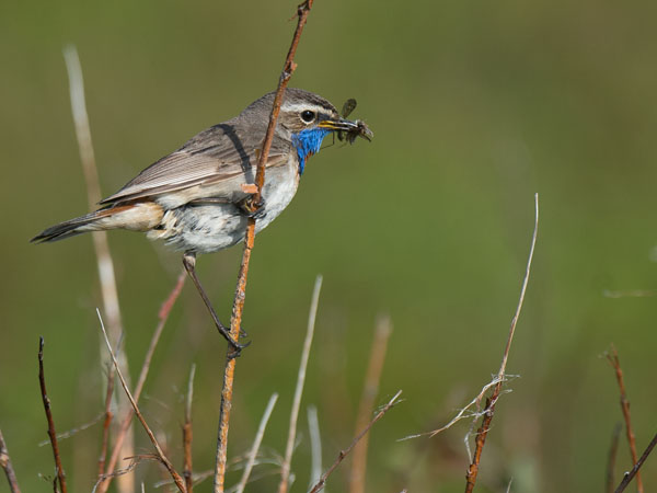 Sinirinta, Bluethroat, Luscinia svecica