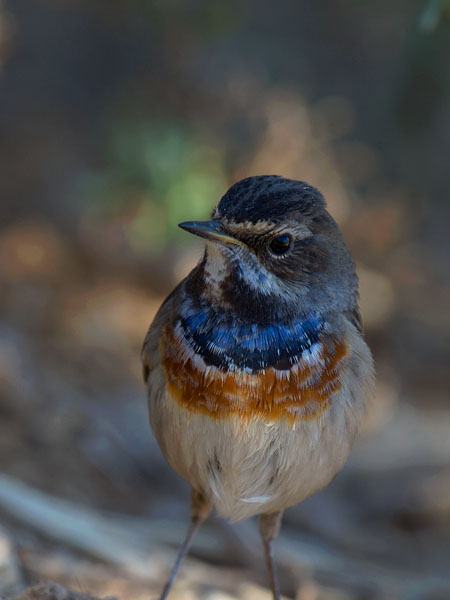 Sinirinta, Bluethroat, Luscinia svecica