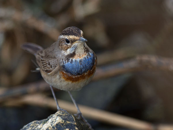 Sinirinta, Bluethroat, Luscinia svecica