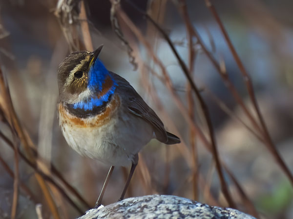 Sinirinta, Bluethroat, Luscinia svecica