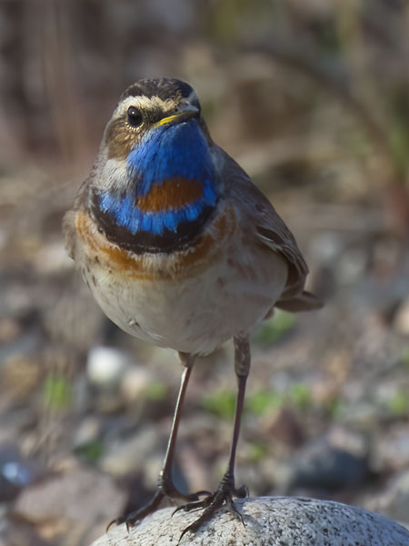 Sinirinta, Bluethroat, Luscinia svecica
