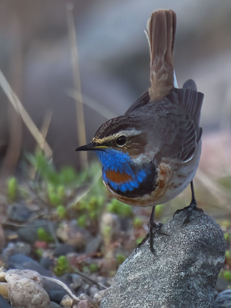 Sinirinta, Bluethroat, Luscinia svecica