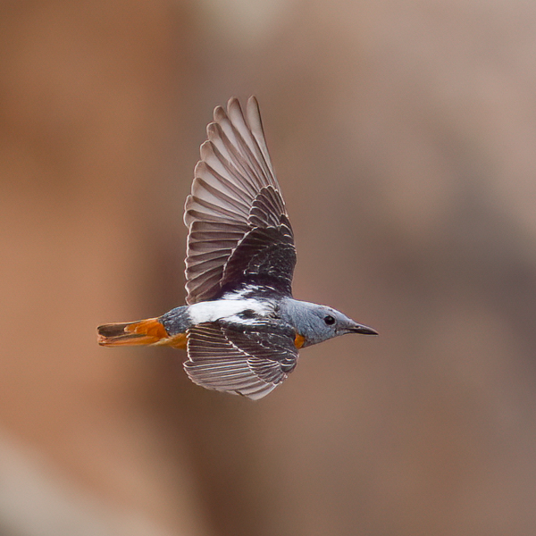 Kivikkorastas, Rufous-tailed Rock Thrush, Monticola saxatilis