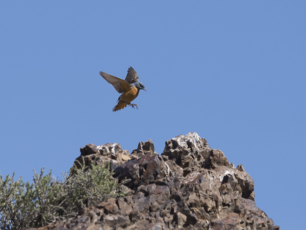 Kivikkorastas, Rufous-tailed Rock Thrush, Monticola saxatilis
