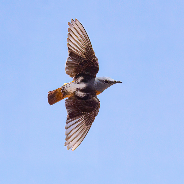 Kivikkorastas, Rufous-tailed Rock Thrush, Monticola saxatilis