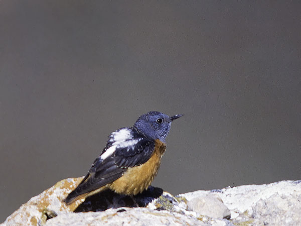 Kivikkorastas, Rufous-tailed Rock Thrush, Monticola saxatilis