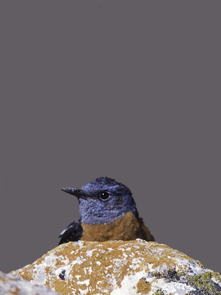 Kivikkorastas, Rufous-tailed Rock Thrush, Monticola saxatilis