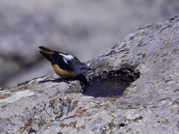 Kivikkorastas, Rufous-tailed Rock Thrush, Monticola saxatilis