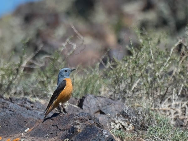Kivikkorastas, Rufous-tailed Rock Thrush, Monticola saxatilis