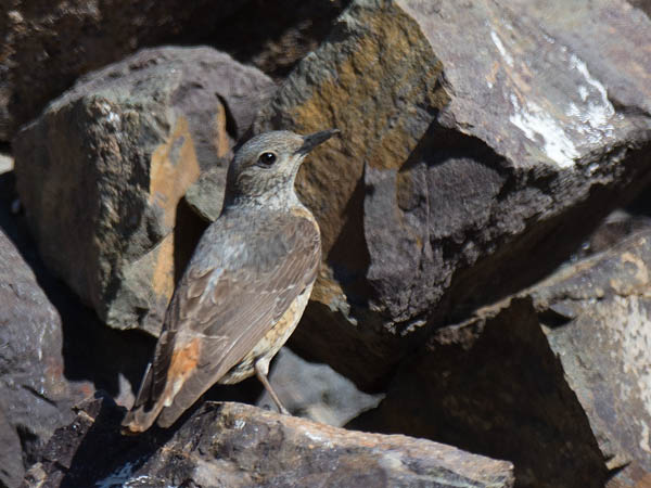 Kivikkorastas, Rufous-tailed Rock Thrush, Monticola saxatilis