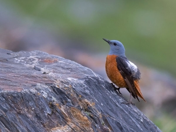 Kivikkorastas, Rufous-tailed Rock Thrush, Monticola saxatilis