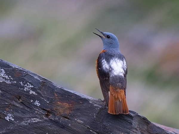 Kivikkorastas, Rufous-tailed Rock Thrush, Monticola saxatilis