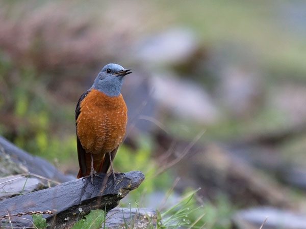 Kivikkorastas, Rufous-tailed Rock Thrush, Monticola saxatilis