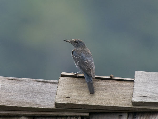 Sinirastas, Blue Rock Thrush, Monticola solitarius