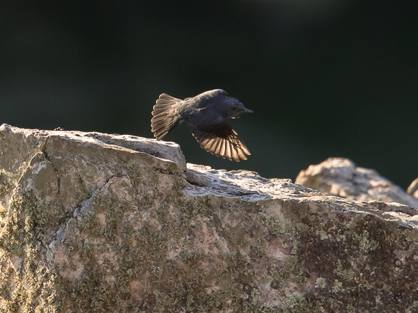 Sinirastas, Blue Rock Thrush, Monticola solitarius