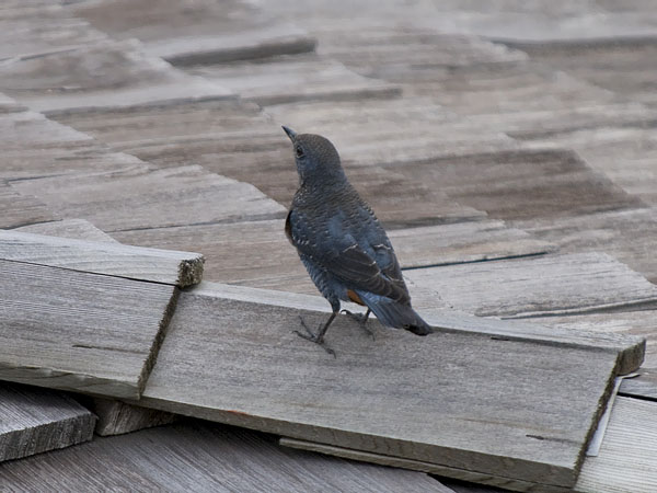 Sinirastas, Blue Rock Thrush, Monticola solitarius