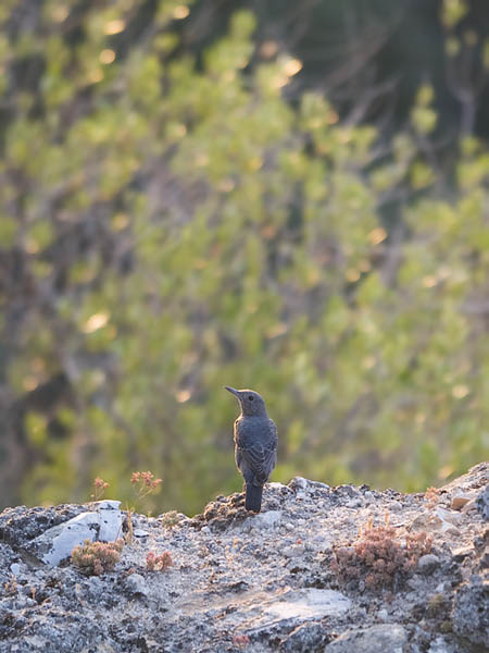 Sinirastas, Blue Rock Thrush, Monticola solitarius