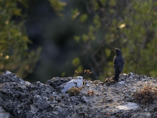 Sinirastas, Blue Rock Thrush, Monticola solitarius
