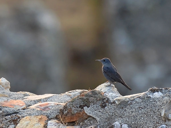Sinirastas, Blue Rock Thrush, Monticola solitarius