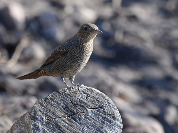 Sinirastas, Blue Rock Thrush, Monticola solitarius