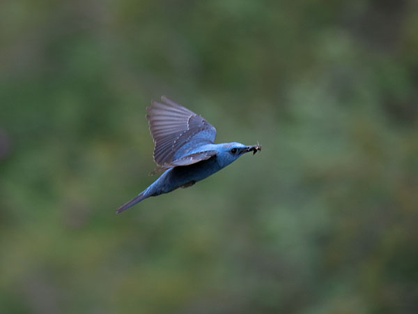 Sinirastas, Blue Rock Thrush, Monticola solitarius