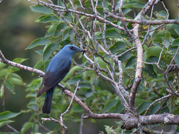 Sinirastas, Blue Rock Thrush, Monticola solitarius