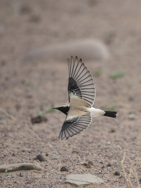 Aavikkotasku, Desert Wheatear, Oenanthe deserti