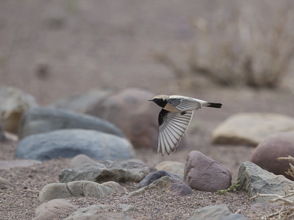 Aavikkotasku, Desert Wheatear, Oenanthe deserti