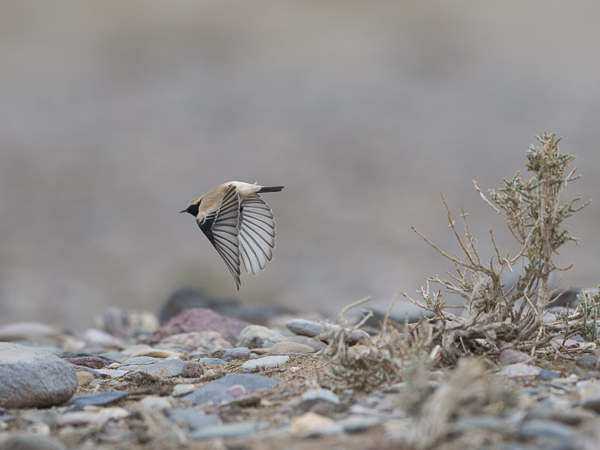 Aavikkotasku, Desert Wheatear, Oenanthe deserti