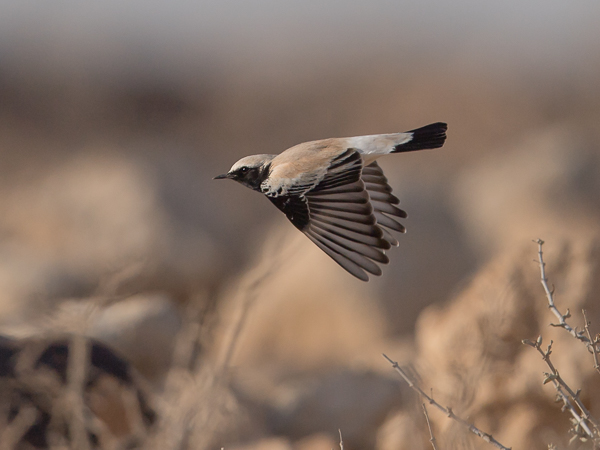 Aavikkotasku, Desert Wheatear, Oenanthe deserti