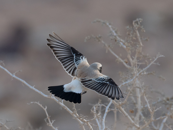 Aavikkotasku, Desert Wheatear, Oenanthe deserti