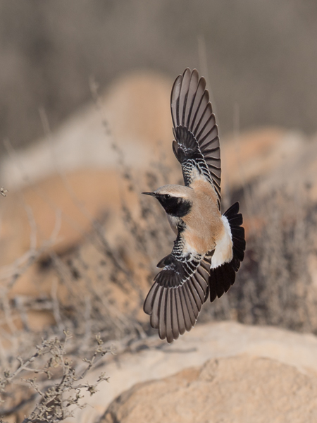 Aavikkotasku, Desert Wheatear, Oenanthe deserti