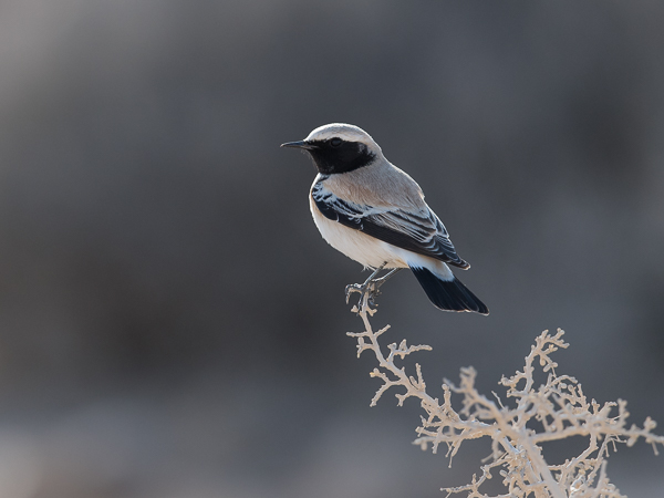 Aavikkotasku, Desert Wheatear, Oenanthe deserti