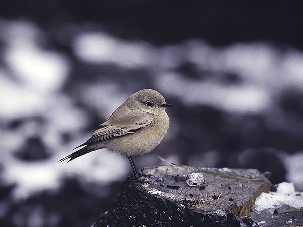 Aavikkotasku, Desert Wheatear, Oenanthe deserti