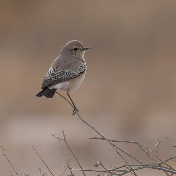 Aavikkotasku, Desert Wheatear, Oenanthe deserti