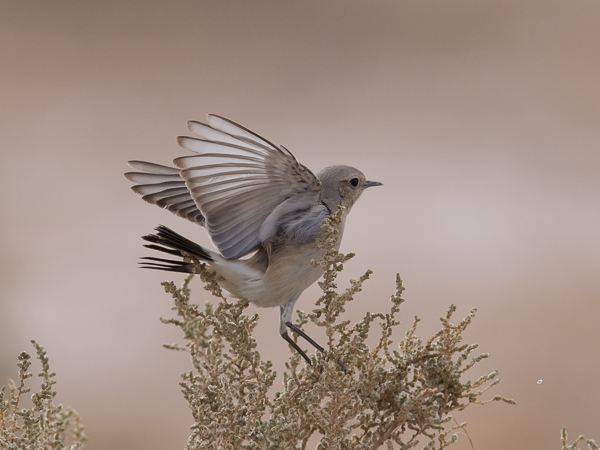 Aavikkotasku, Desert Wheatear, Oenanthe deserti