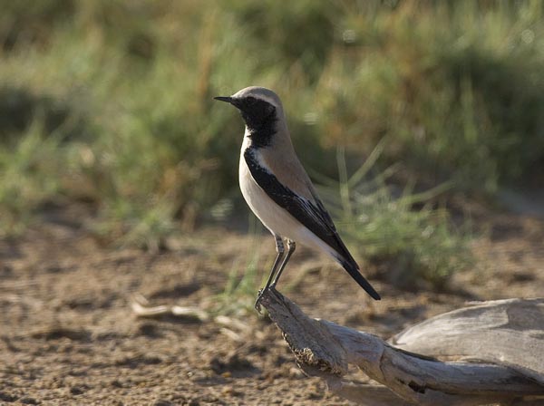 Aavikkotasku, Desert Wheatear, Oenanthe deserti