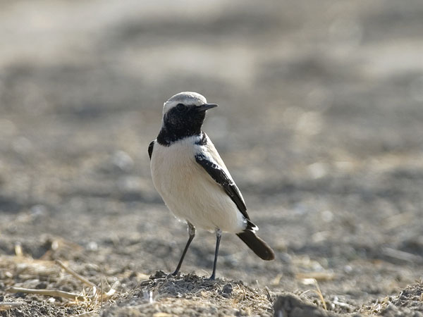Aavikkotasku, Desert Wheatear, Oenanthe deserti