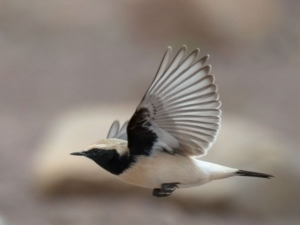 Aavikkotasku, Desert Wheatear, Oenanthe deserti