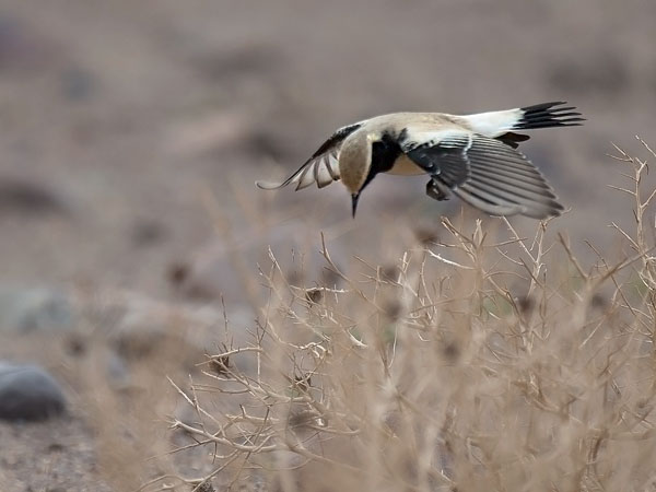 Aavikkotasku, Desert Wheatear, Oenanthe deserti