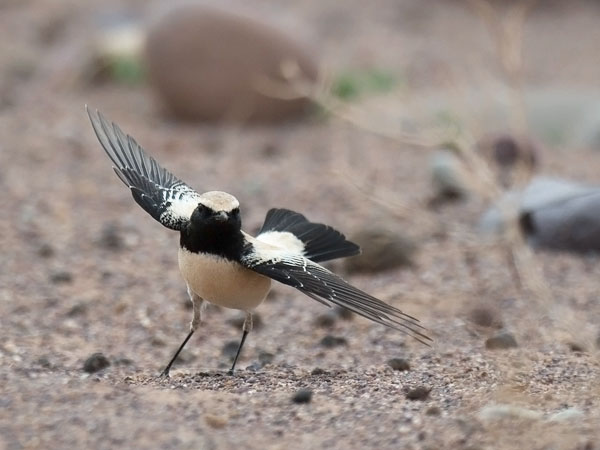 Aavikkotasku, Desert Wheatear, Oenanthe deserti