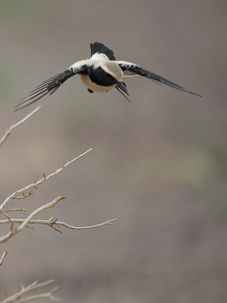 Aavikkotasku, Desert Wheatear, Oenanthe deserti