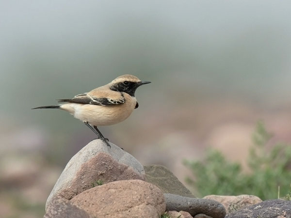 Aavikkotasku, Desert Wheatear, Oenanthe deserti