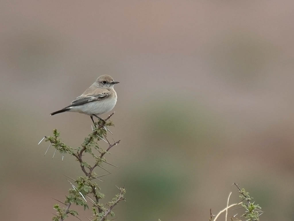 Aavikkotasku, Desert Wheatear, Oenanthe deserti