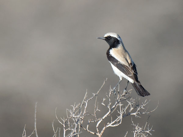 Aavikkotasku, Desert Wheatear, Oenanthe deserti
