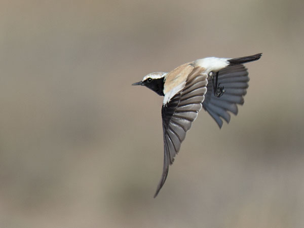 Aavikkotasku, Desert Wheatear, Oenanthe deserti