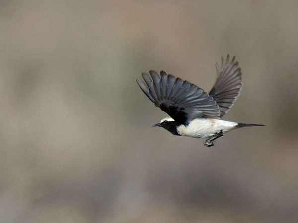 Aavikkotasku, Desert Wheatear, Oenanthe deserti