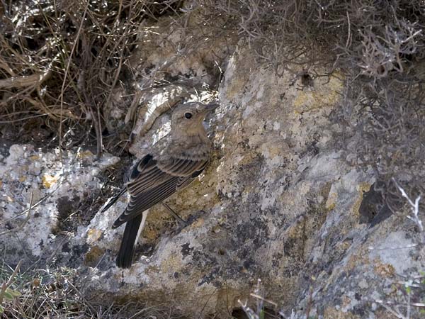 Rusotasku, Black-eared Wheatear, Oenanthe hispanica